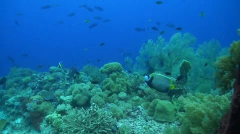 Coral reef with plenty fish Stock Footage 51567641