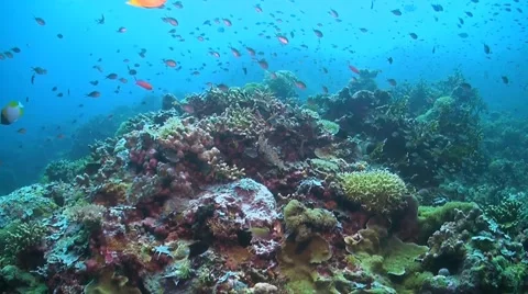 Coral reef with plenty fish Stock Footage 51567653
