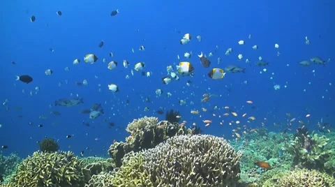 Coral reef with plenty of fish Stock Footage 51583549