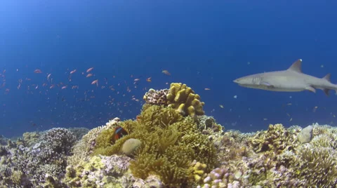 Coral reef with plenty of fish Stock Footage 51589361