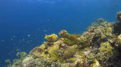 Coral reef with plenty of fish Stock Footage 51589376
