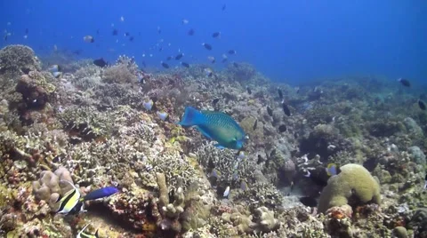 Coral reef with plenty of fish Stock Footage 51592958