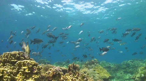 Coral reef with plenty of fish Vídeo Stock 51593245