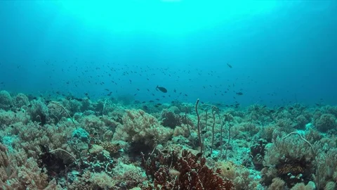 Coral reef with plenty fish Stock Footage 80305816