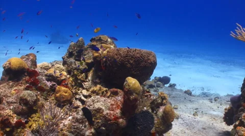 Coral reef with purple fish Stock Footage 1065199