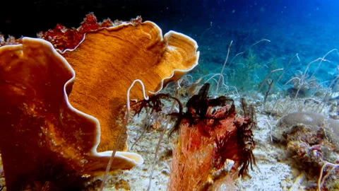 Coral reef in raja ampat Video stock 341466802