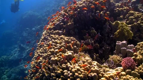 Coral reef red fish Stock Footage 7731025