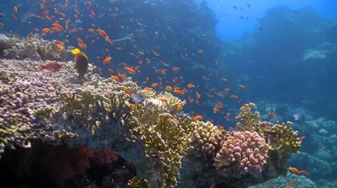 Coral reef red fish Stock Footage 7738855