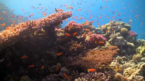 Coral reef red fish Video stock 7738943