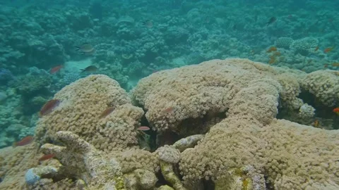 Coral reef with reddish reef fish swimming above vibrant tropical formations Stock Footage 311927820