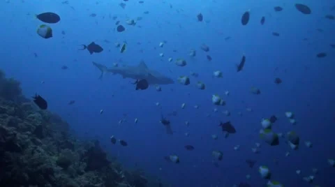 Coral reef with Reef sharks Vídeo Stock 41901710