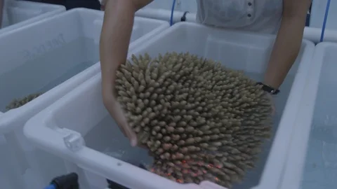 Coral reef research Video stock 93370230