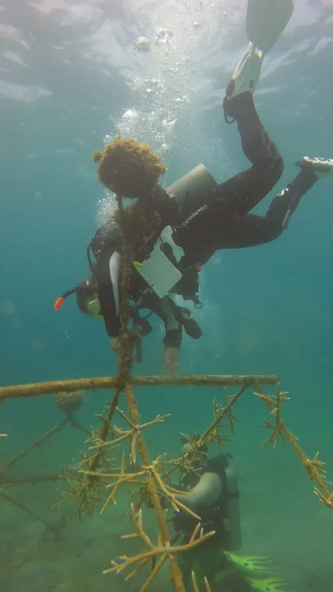 Coral reef restoration program vertical footage 库存影片 221446113