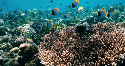 Coral Reef Scene in 4k Stock Footage 336122710