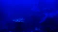 Coral reef scene with blue foggy light HD Footage