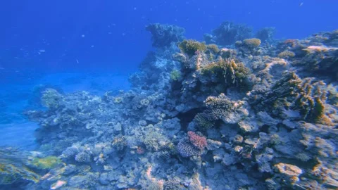 Coral reef scene. Deep blue sea background highlighting reef textures and many 스톡 동영상 337522364