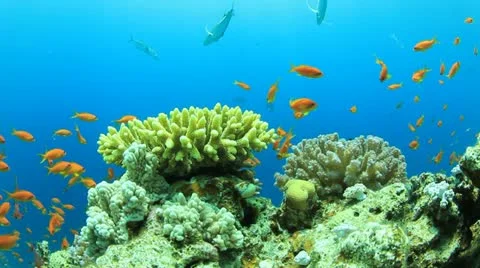 Coral Reef Scene Stock Footage 22044534