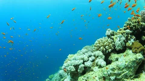Coral Reef Scene Stock Footage 22046213