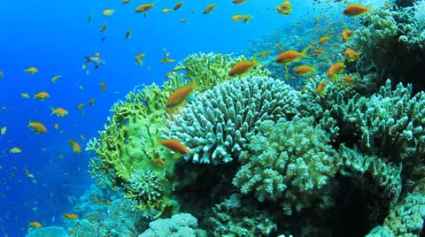 Coral Reef Scene Stock Footage 22694543