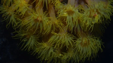 Coral reef scenics. Stock Footage 86800174