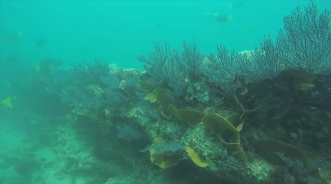 Coral reef scenics of the Sea of Cortez Видео 59083964