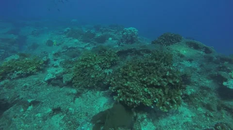 Coral reef scenics of the Sea of Cortez Видео 59158185