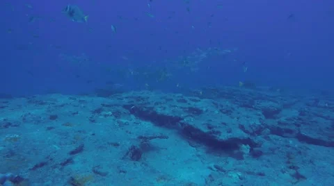 Coral reef scenics of the Sea of Cortez Stock Footage 59183019