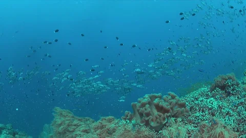 Coral reef with a school of Black Snapper 4k Stock Footage 78149536
