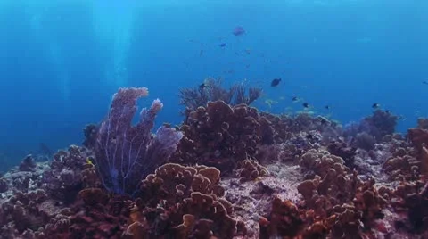 Coral Reef With School of Fish in Background Stockbeeldmateriaal 19082427