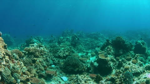 Coral reef with a school of Humpback Snapper. 4k Stock Footage 62586633
