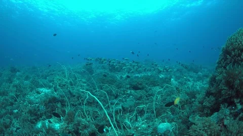 Coral reef with a school of Humpback Snapper. 4k Stock Footage 71100129