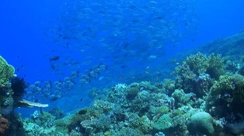 Coral reef with a school of Jacks Stock Footage 51592931
