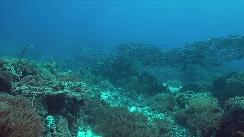 Coral reef with a school of Snapper 4k Stock Footage 78128707