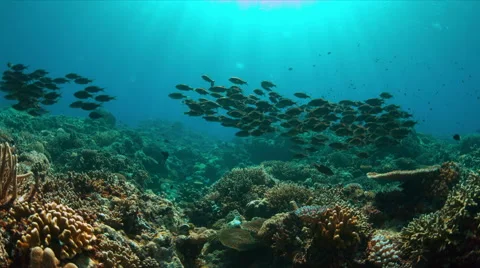 Coral reef with school of Striped Large-Eye Breams. 4k Stock Footage 62575911