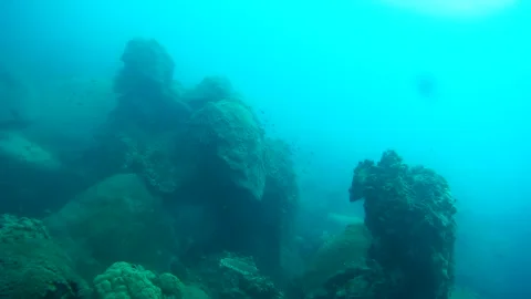 Coral reef in the sea Stock Footage 246786926