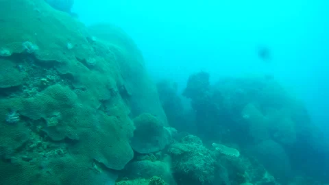 Coral reef in the sea Stock Footage 246787078