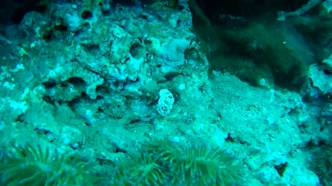 Coral reef in the sea Stock Footage 246787373