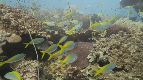 Coral reef seascape Stock Footage 80800418