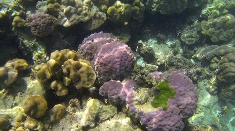 Coral reef seen from the surface Stock Footage 52851861