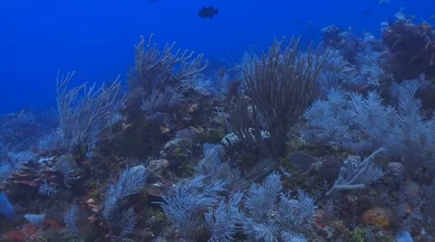 Coral reef serenity Stockbeeldmateriaal 11148880