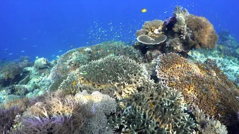 Coral Reef Shallow Stock Footage 77394728