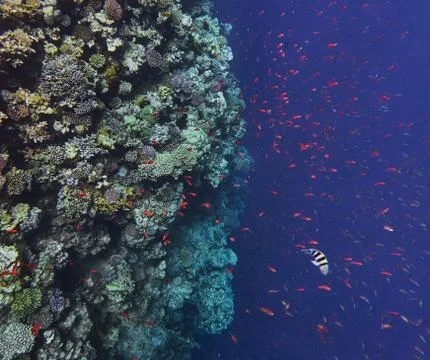 Coral reef in Sharm el Sheik, Egypt Stock Photos