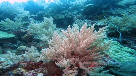A coral reef is shown in the foreground. The structure and structure of this Stock Footage 223108719