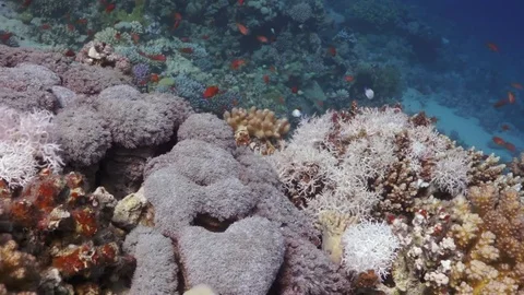Coral reef slope Stock Footage 82885901
