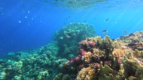 Coral reef slope with sun rays and small reef fish underwater Stock-Footage 325942312