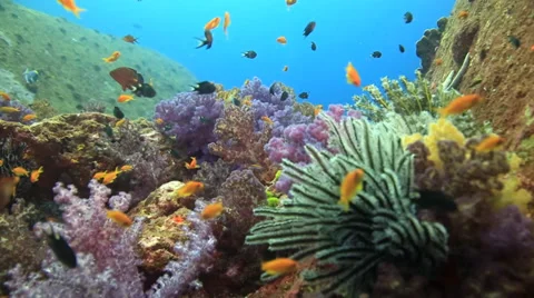 Coral reef slow drift Stock Footage