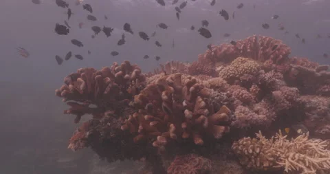 Coral Reef with Small Fish Stock Footage 280106899