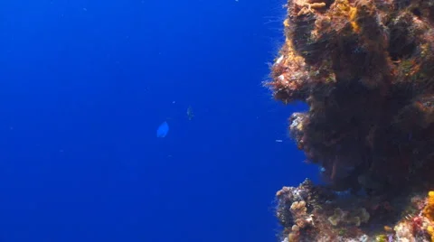 Coral Reef smooth wall drift Vidéo 1118235