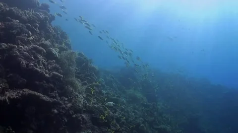 Coral reef with snapper Stock Footage 51312861