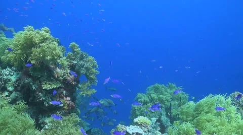 Coral reef with snapper Stock Footage 51593484